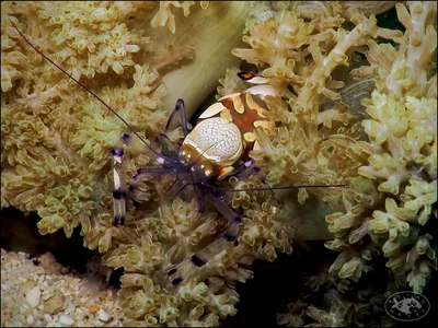 Short-Headed Anemone Shrimp (Ancylocaris brevicarpalis)