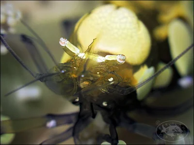 Short-head Anemone Shrimp (Ancylocaris brevicarpalis)