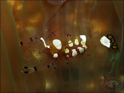 (Short-head Anemone Shrimp (Ancylocaris brevicarpalis)