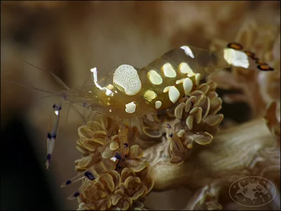 Short-head Anemone Shrimp (Ancylocaris brevicarpalis)