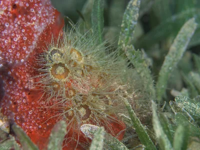 Pale Anemone - Exaiptasia diaphana