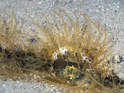 Pale Anemone - Exaiptasia diaphana