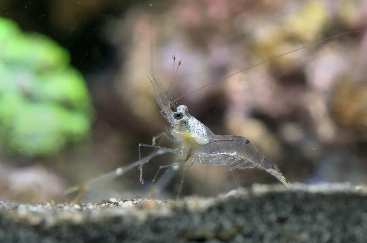 Glass Shrimp