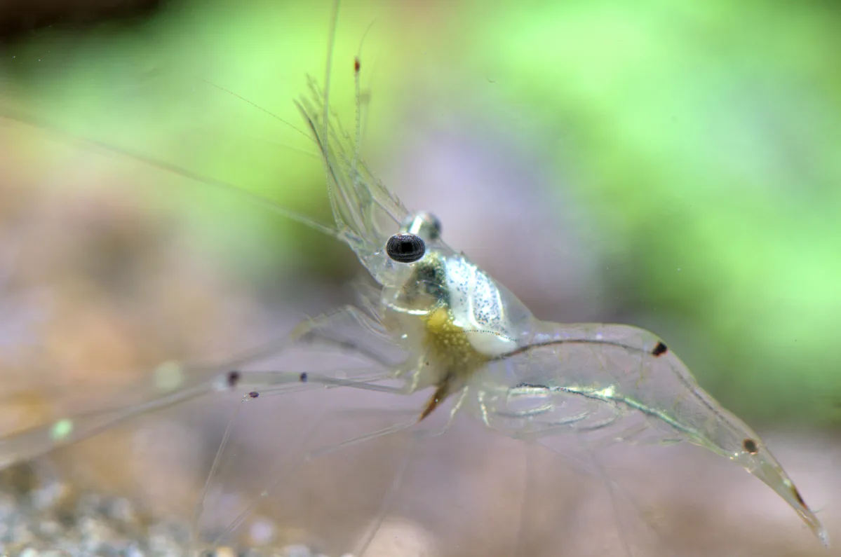 Glass Shrimp