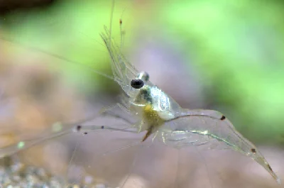 Glass Shrimp