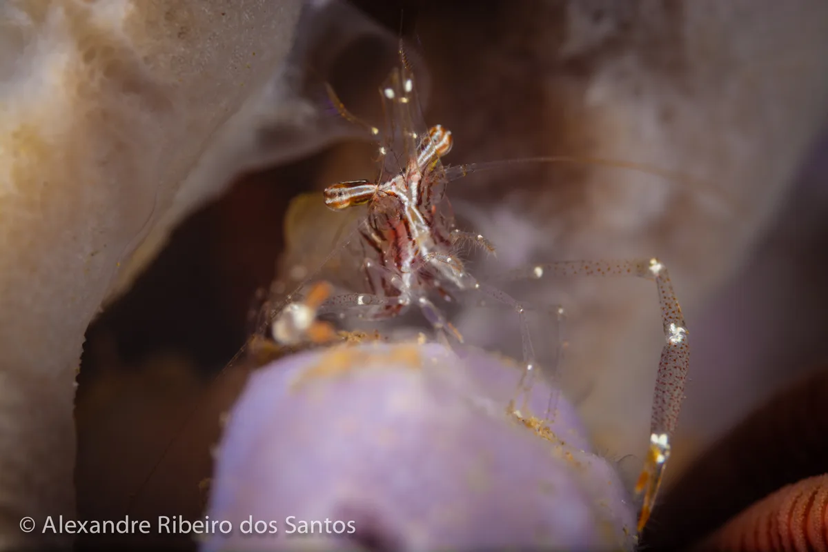 Glass Shrimp