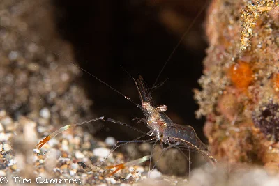 Glass Shrimp