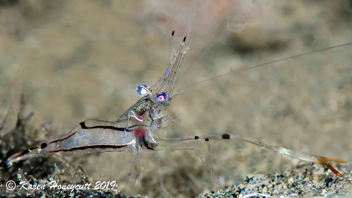 Glass Shrimp