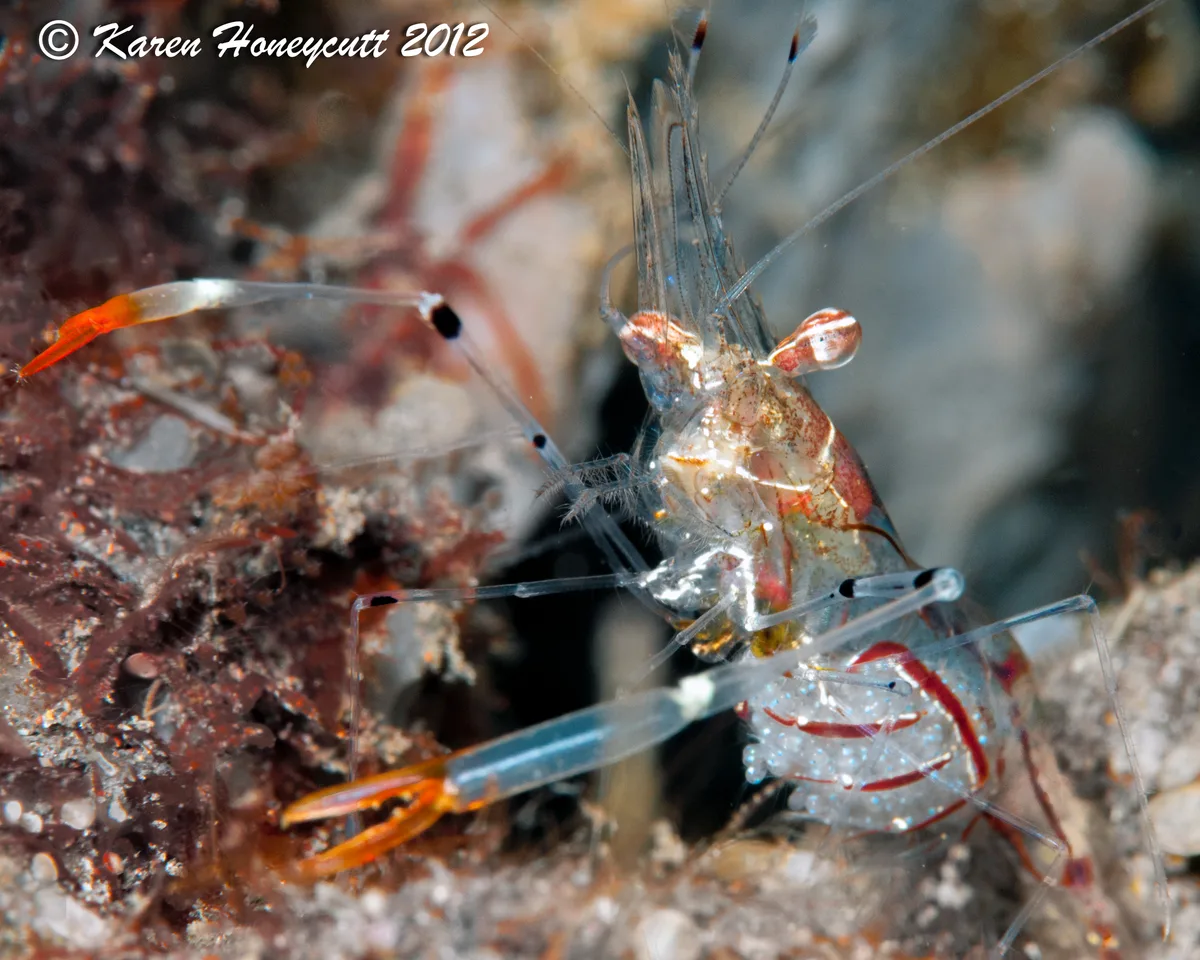 Glass Shrimp