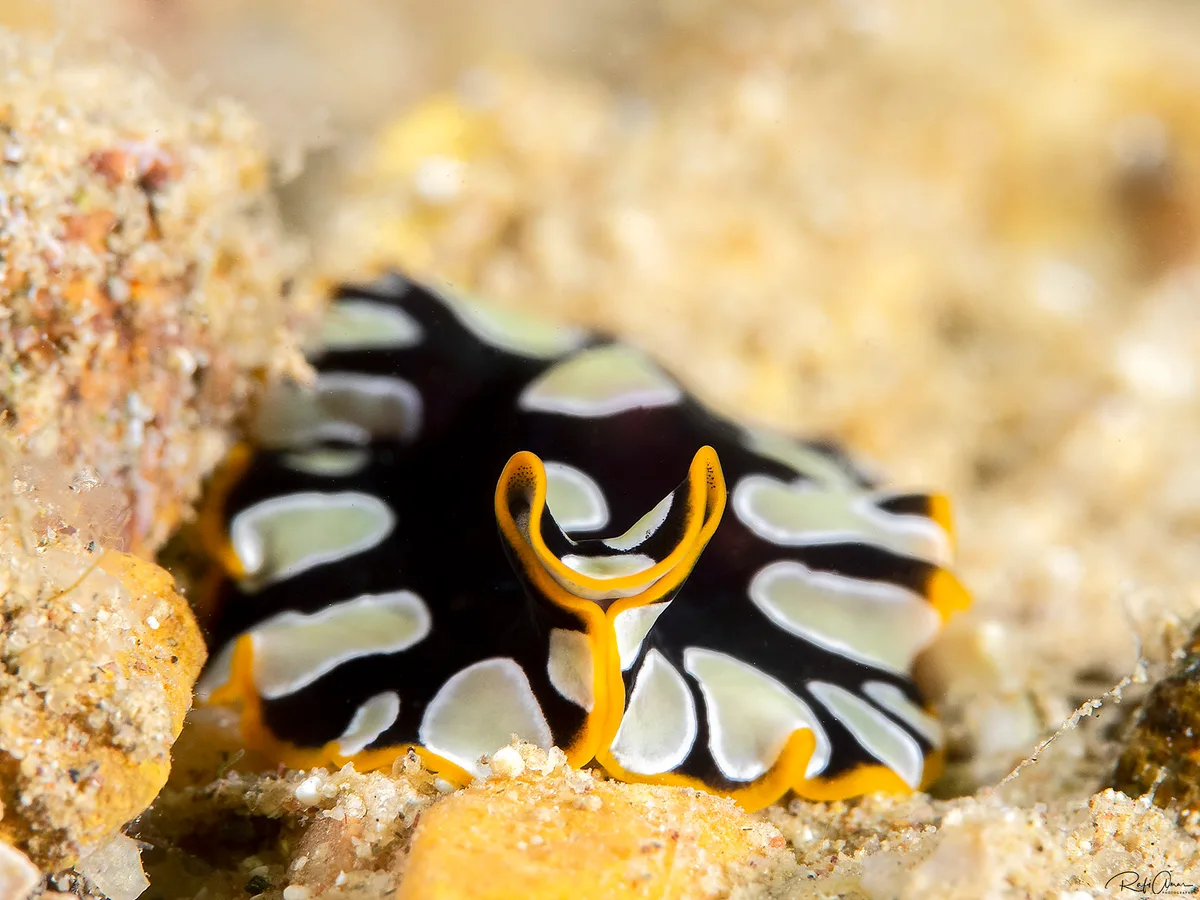 Brilliant Flatworm - Pseudoceros scintillatus