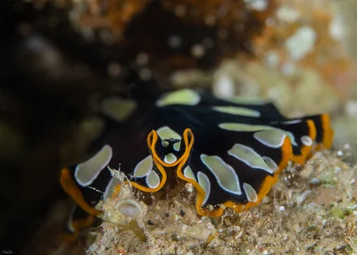Pseudoceros scintillatus - Brilliant Flatworm