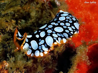 Pseudoceros scintillatus