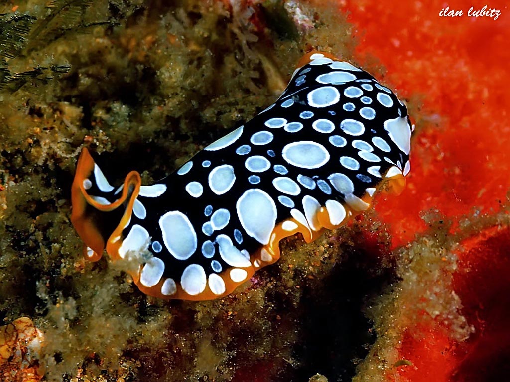 Pseudoceros scintillatus