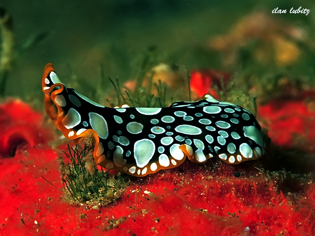 Pseudoceros scintillatus