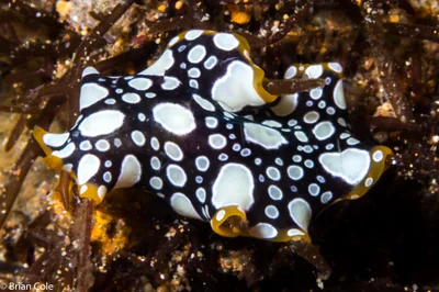 Pseudoceros scintillatus
