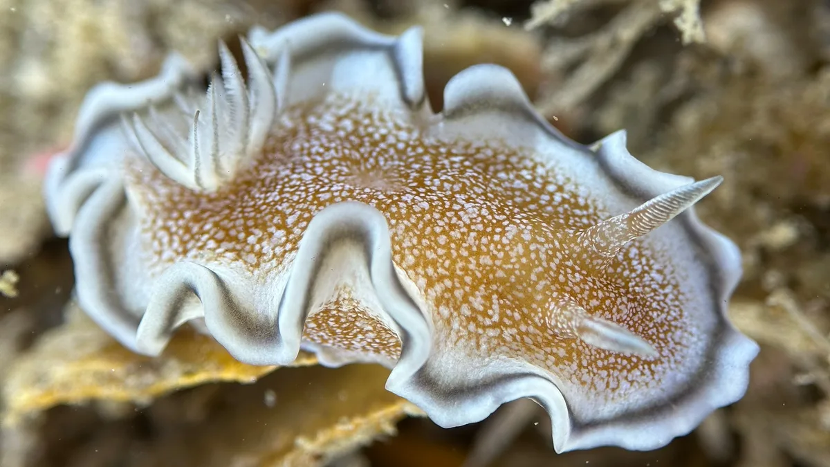 Glossodoris hikuerensis