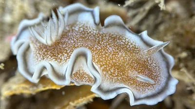 Glossodoris hikuerensis