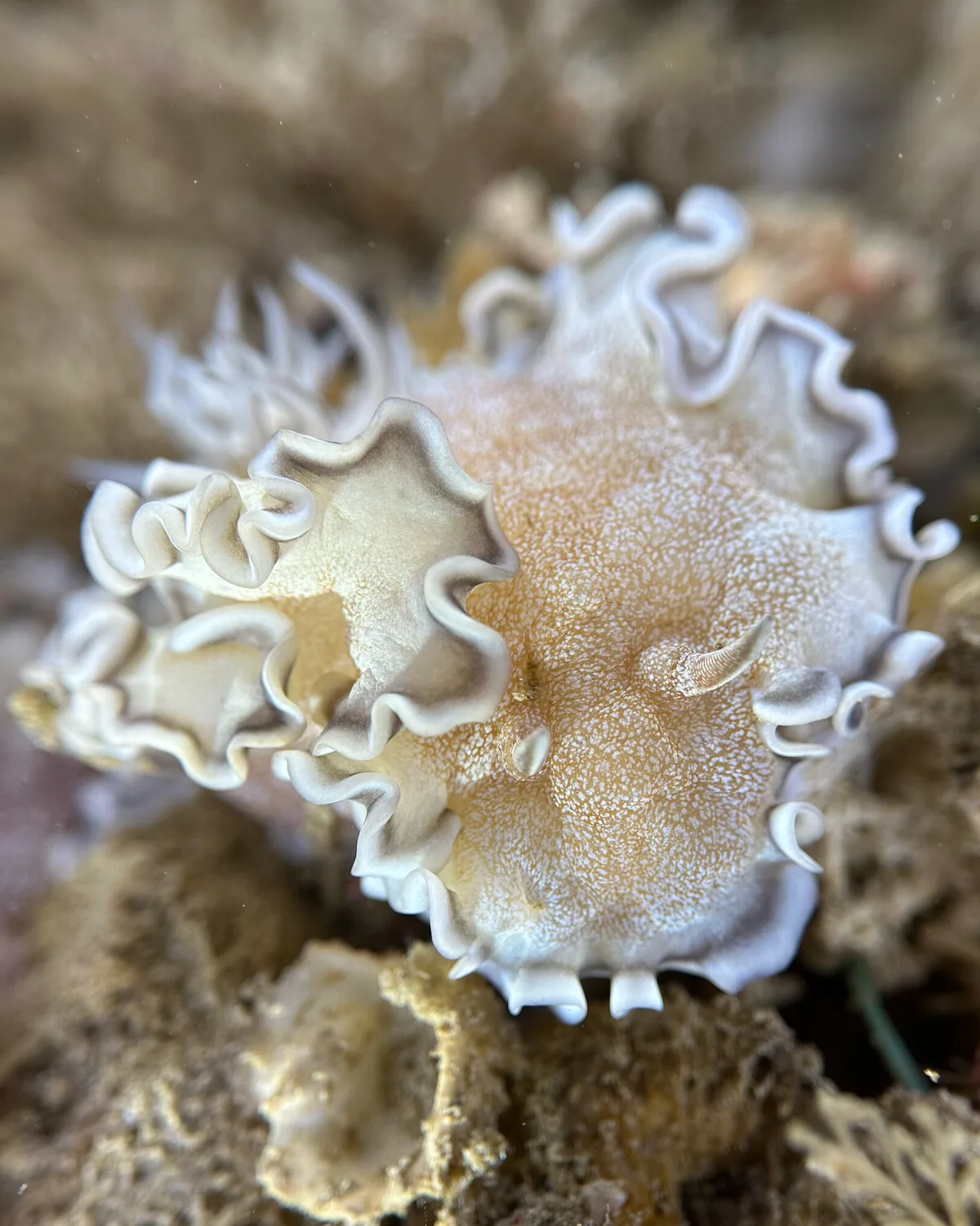 Glossodoris hikuerensis