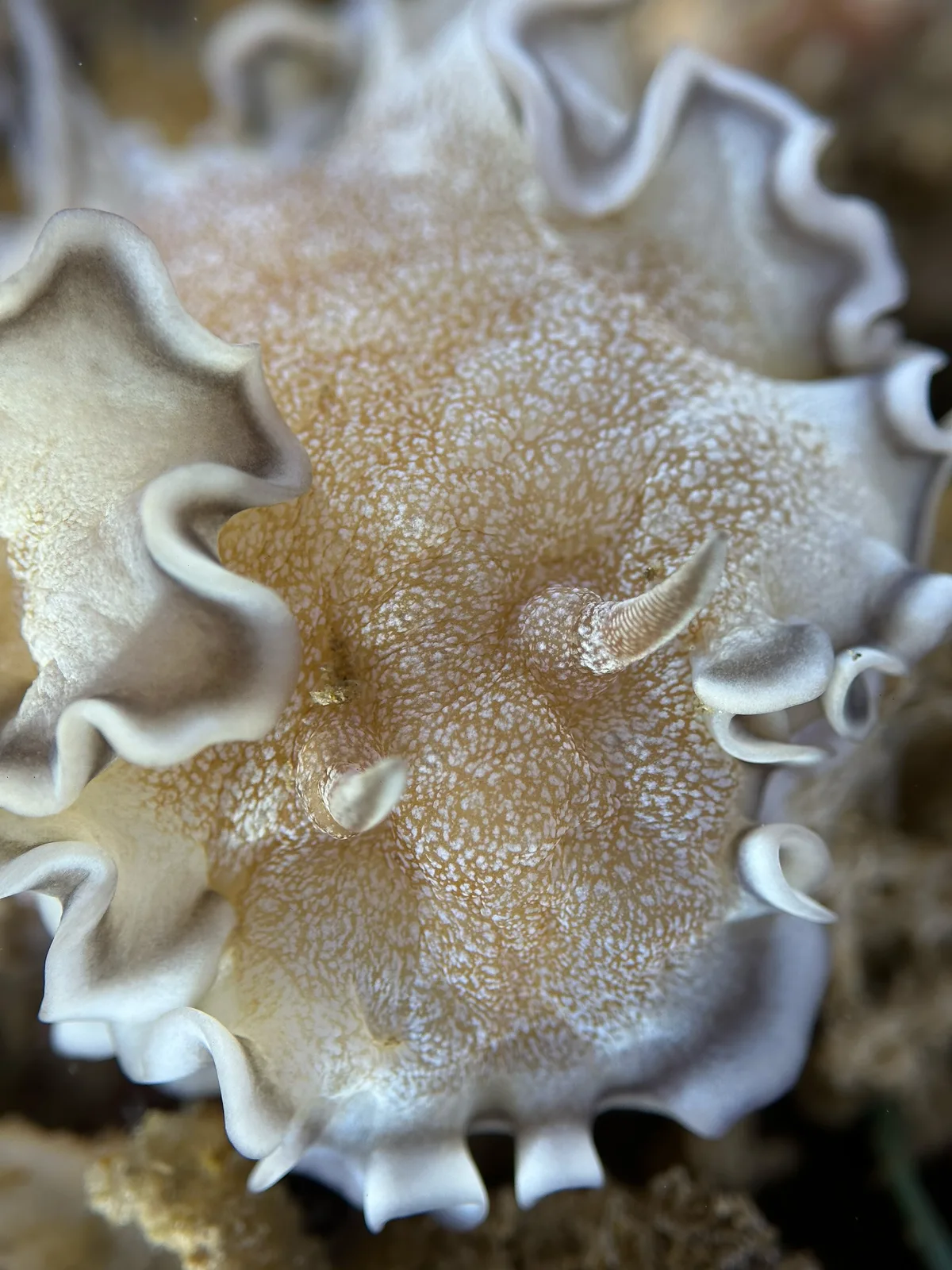Glossodoris hikuerensis