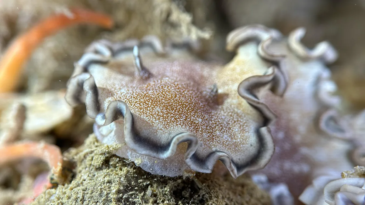 Glossodoris hikuerensis