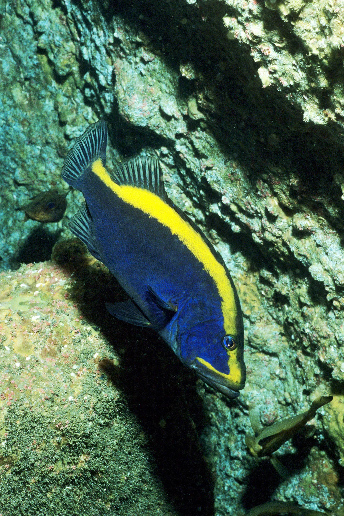 Aulacocephalus temminckii - Raoul Island
