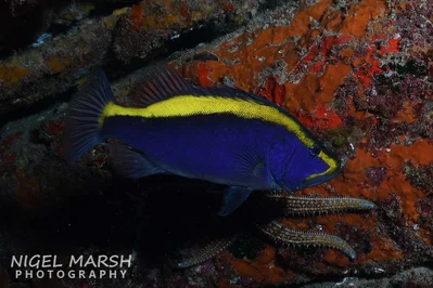 Aulacocephalus temminckii - Norfolk Island