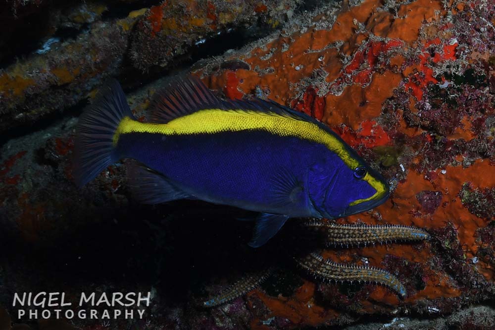 Aulacocephalus temminckii - Norfolk Island