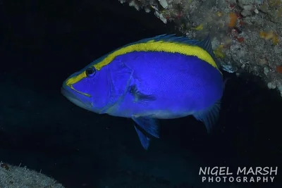 Aulacocephalus temminckii - Norfolk Island