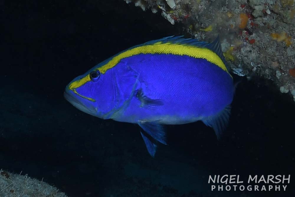 Aulacocephalus temminckii - Norfolk Island