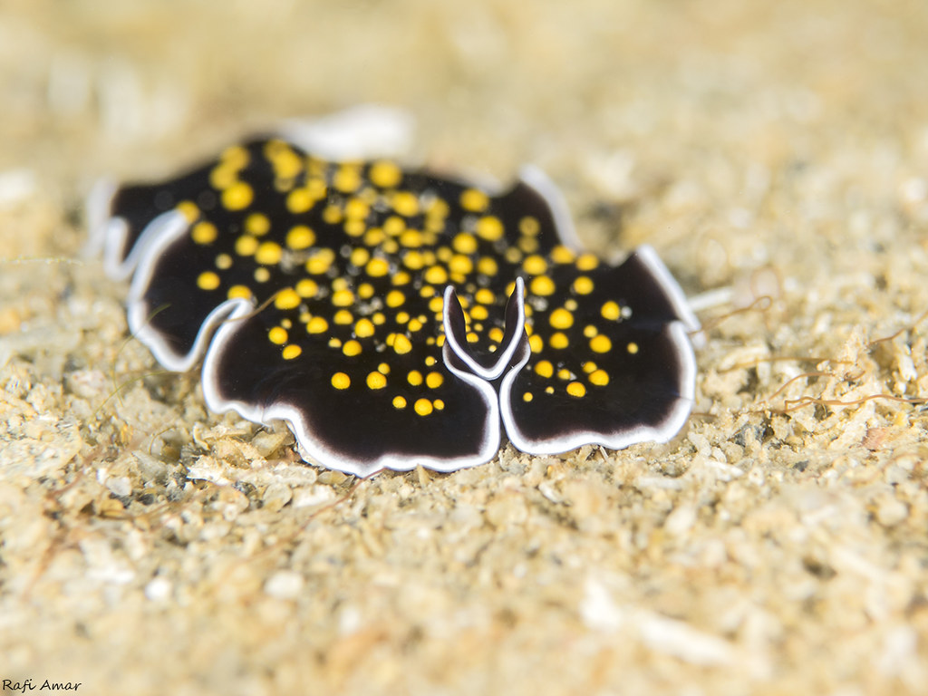 Gold dotted flatworm - Thysanozoon cf nigropapillosum
