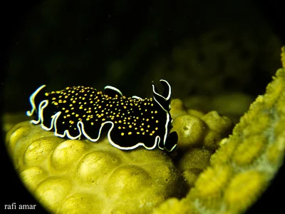 Gold dotted flatworm - Thysanozoon cf nigropapillosum