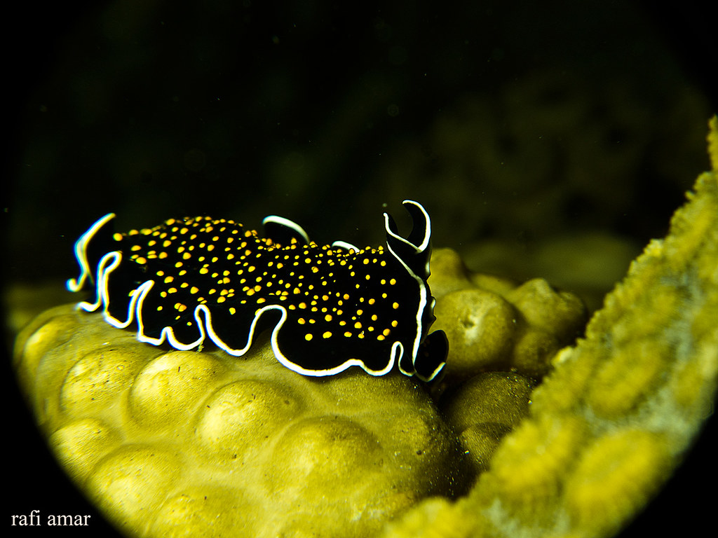 Gold dotted flatworm - Thysanozoon cf nigropapillosum