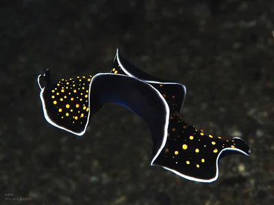 flatworm