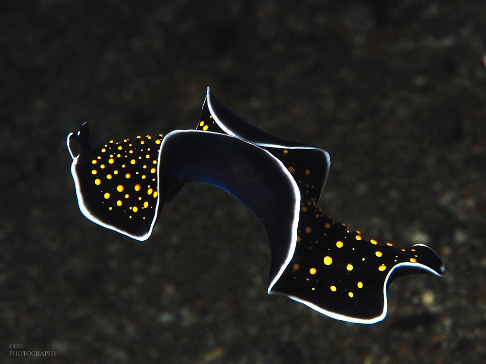 flatworm