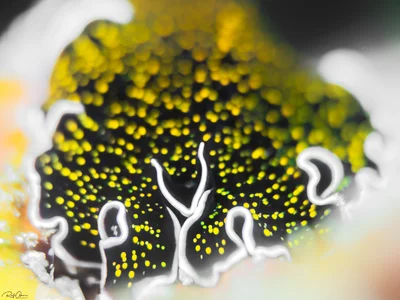 Gold Dotted Flatworm - Thysanozoon cf nigropapillosum