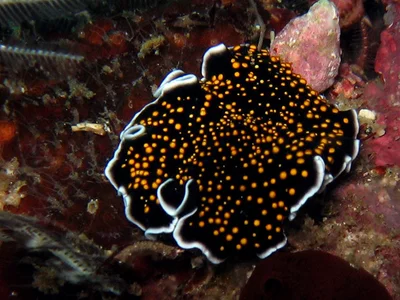 Flatworm