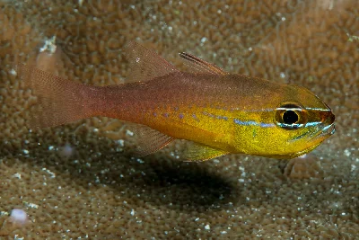 Goldbelly Cardinalfish