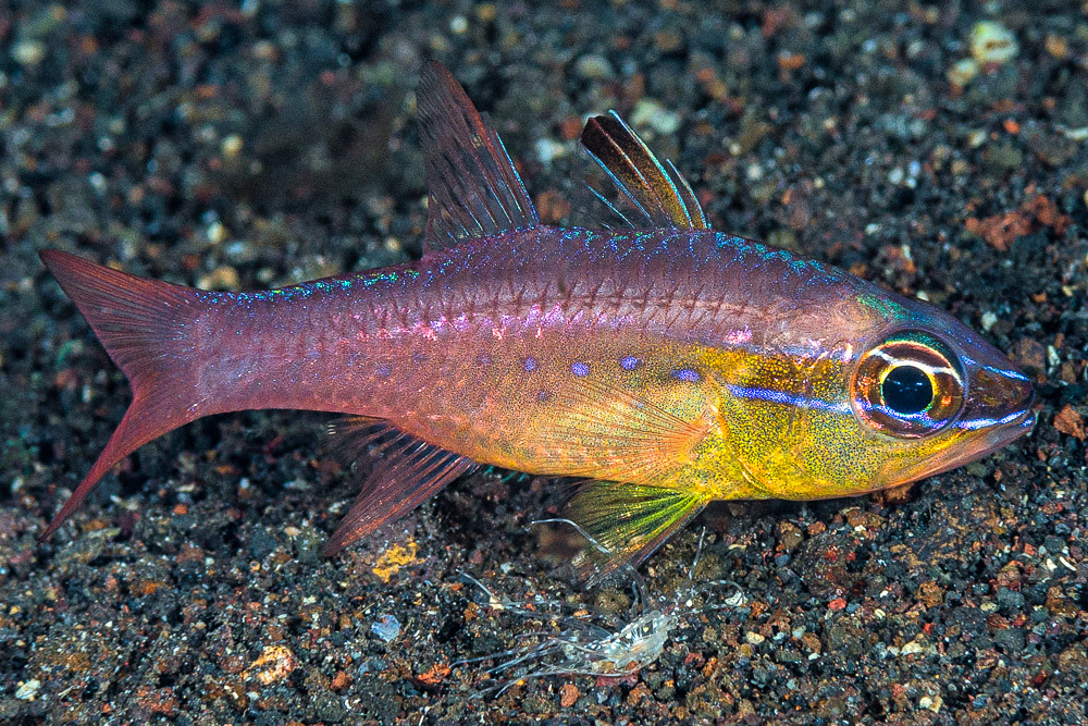 Goldbelly cardinalfish with night coloration - Ostorhinchus apogonoides
