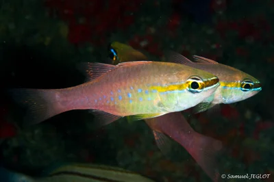 Apogon à ventre doré - South Africa - Aliwal Shoal - Juillet 2018