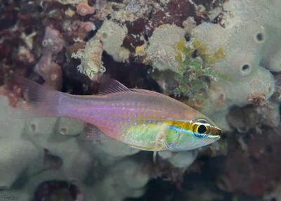 Goldbelly Cardinalfish - Ostorhinchus apogonoides