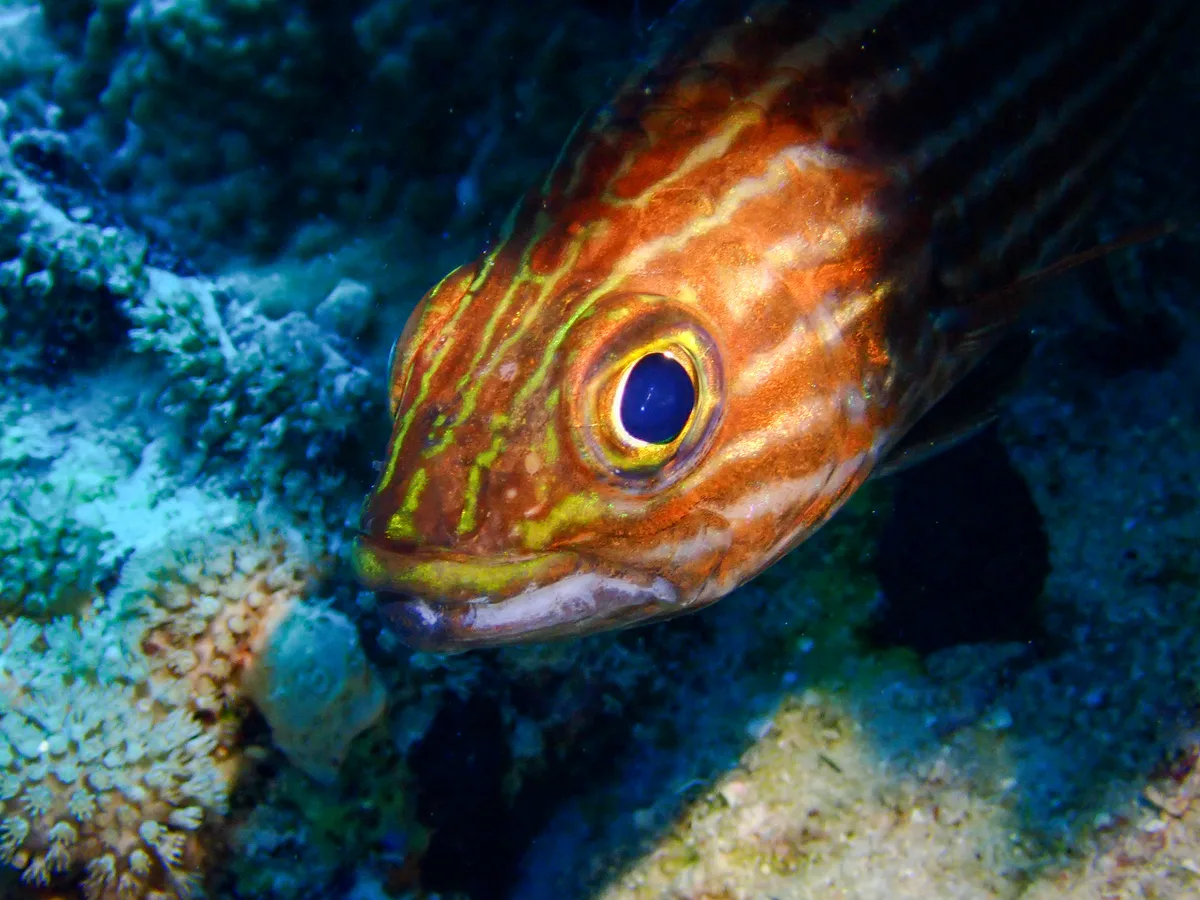 Goldblotch grouper
