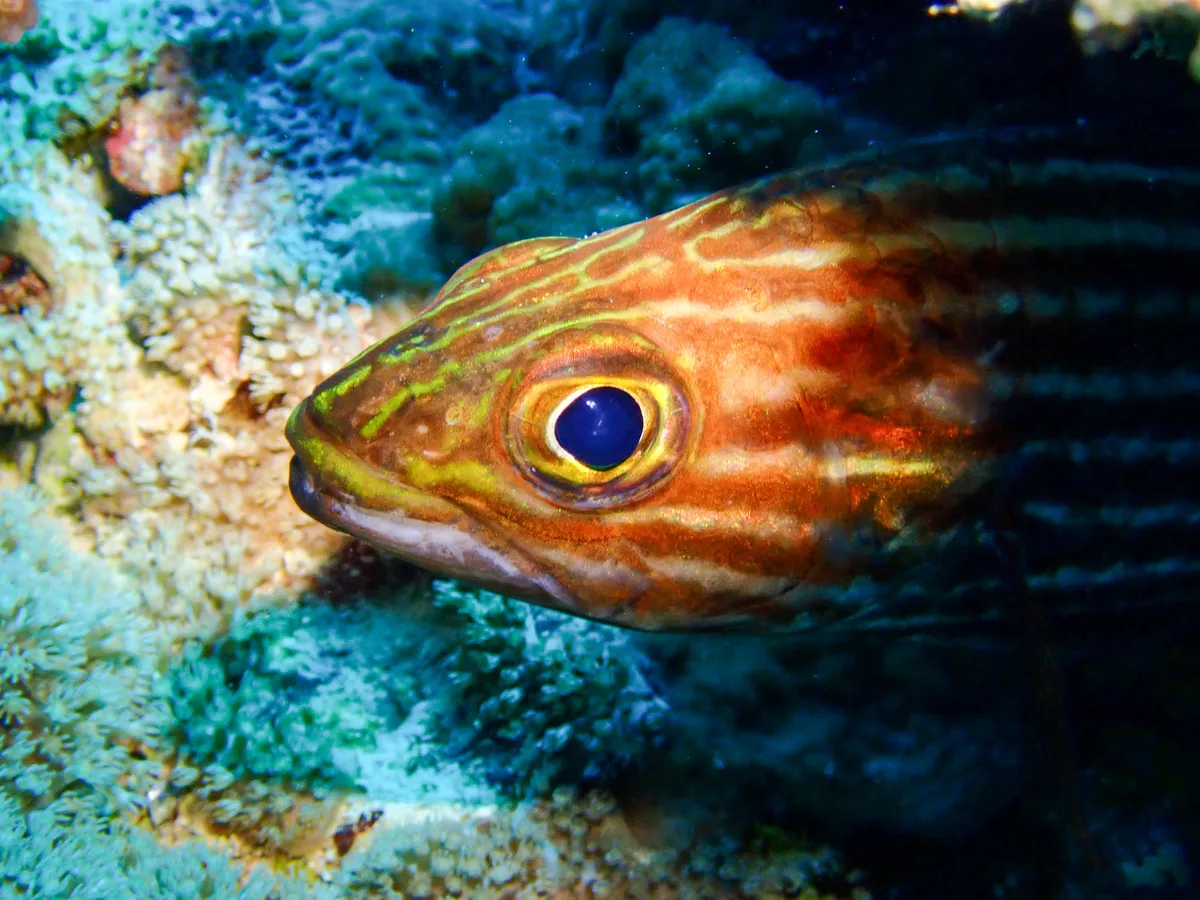 Goldblotch grouper