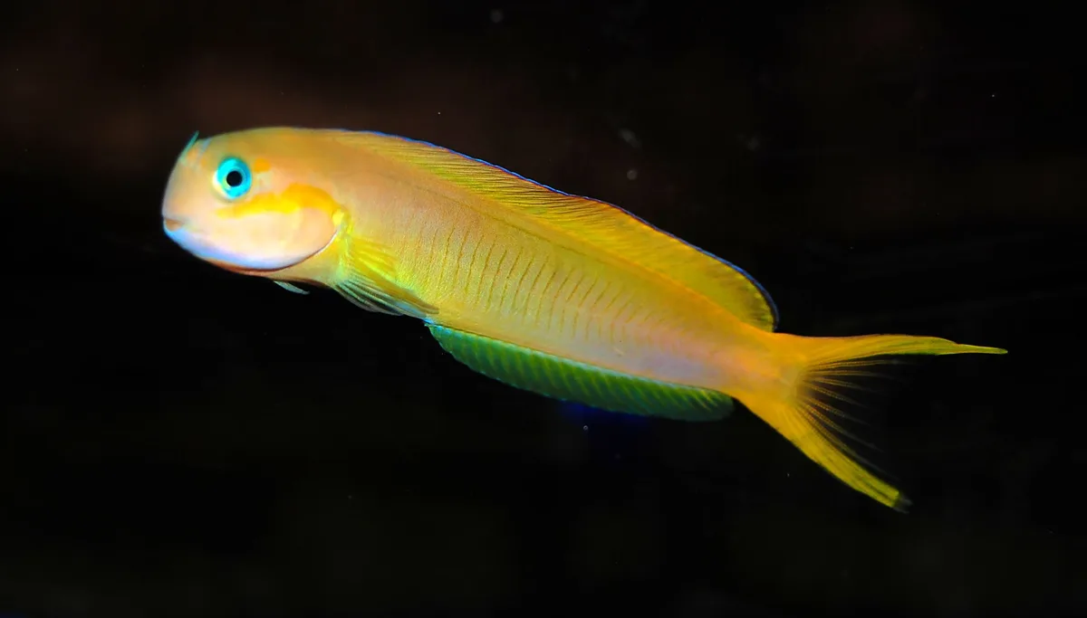 Golden Blenny
