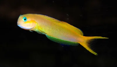 Golden Blenny