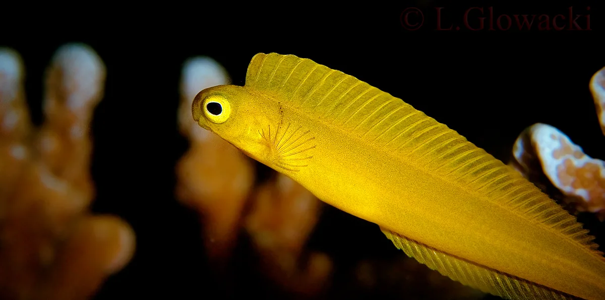 Golden Blenny
