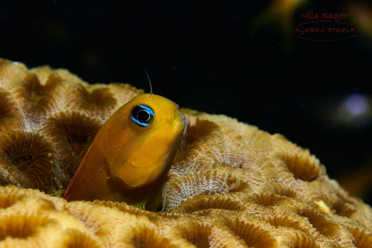 Golden Blenny