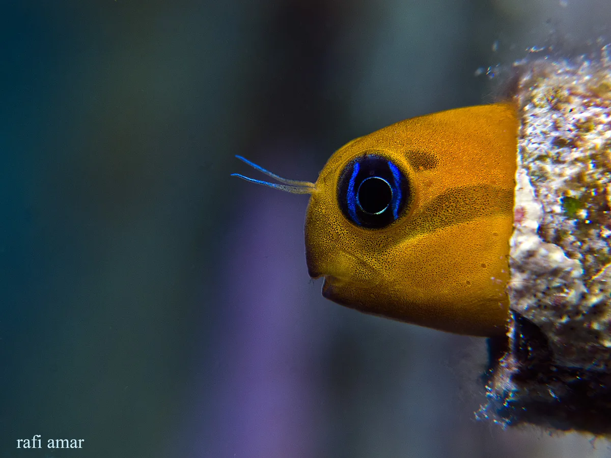 Golden Blenny