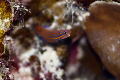 Chlidichthys auratus - Al-Qusayr, Al Bahr al Ahmar, Egypt