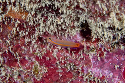 Chlidichthys auratus