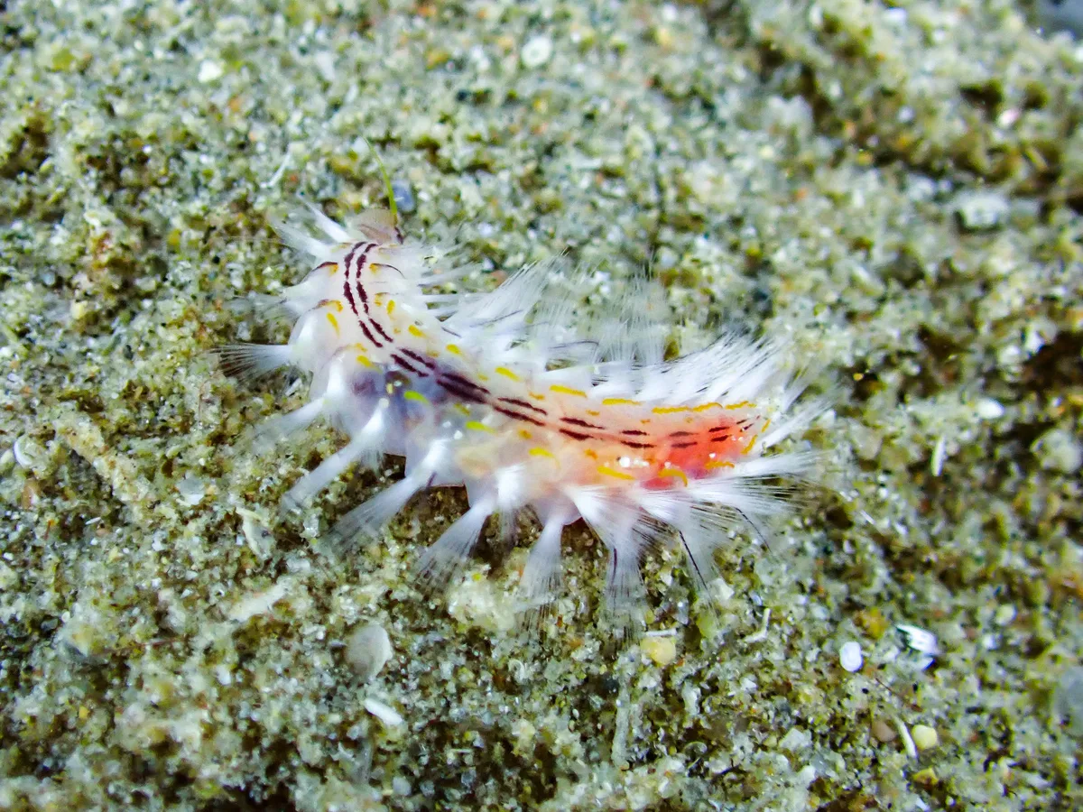 Golden Fireworm